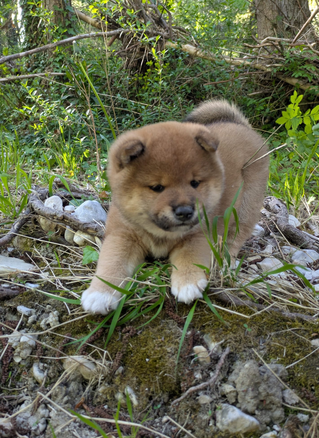 des Seigneurs d'Orient - Chiots disponibles - Shiba