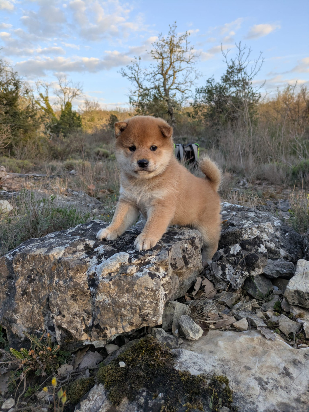 des Seigneurs d'Orient - Chiots disponibles - Shiba