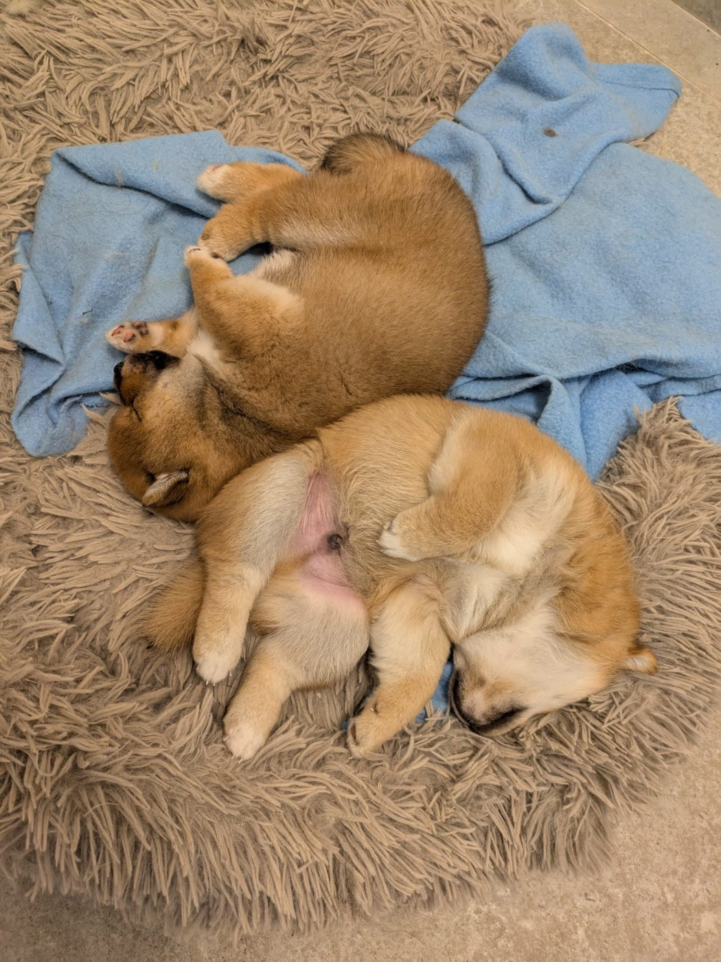 Chiot Shiba des Seigneurs d'Orient