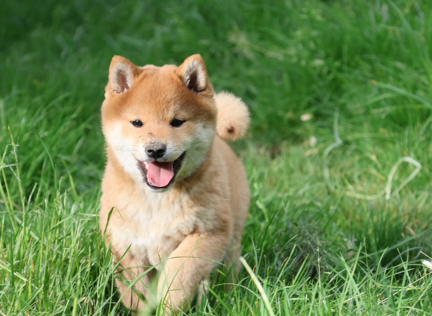 des Seigneurs d'Orient - Chiots disponibles - Shiba