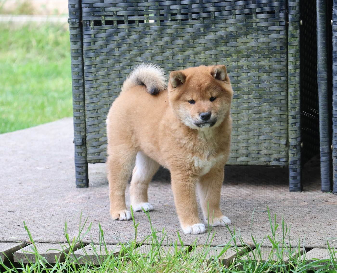 des Seigneurs d'Orient - Chiots disponibles - Shiba